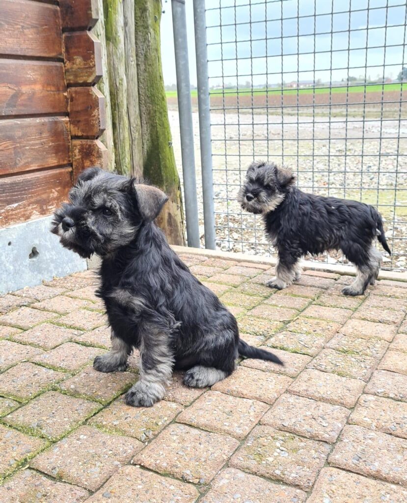 Wat de Dwerg Schnauzer prijs bepaald