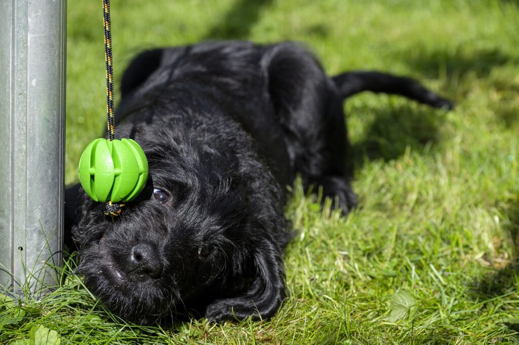 Karaktereigenschappen van een Dwerg Schnauzer