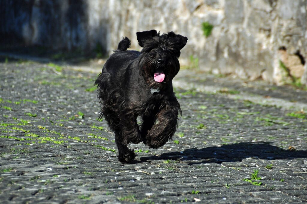 Gezondheid en levensverwachting Dwerg Schnauzer