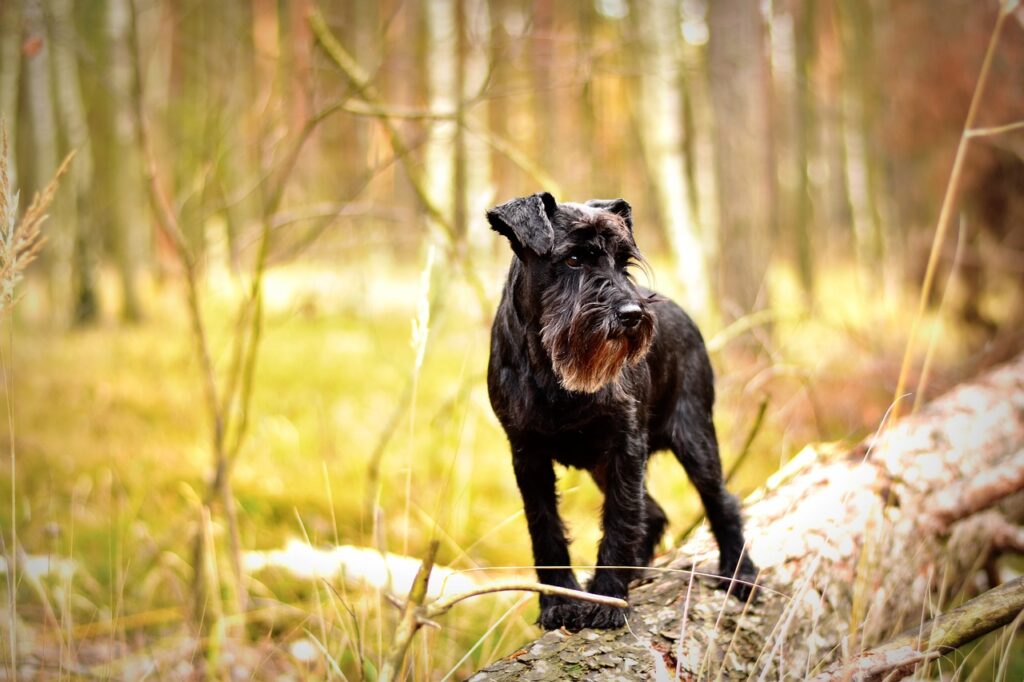 Karaktereigenschappen van een Dwerg Schnauzer