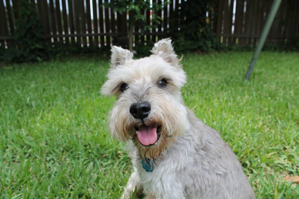 Een Dwerg Schnauzer fokker: waar moet je op letten?