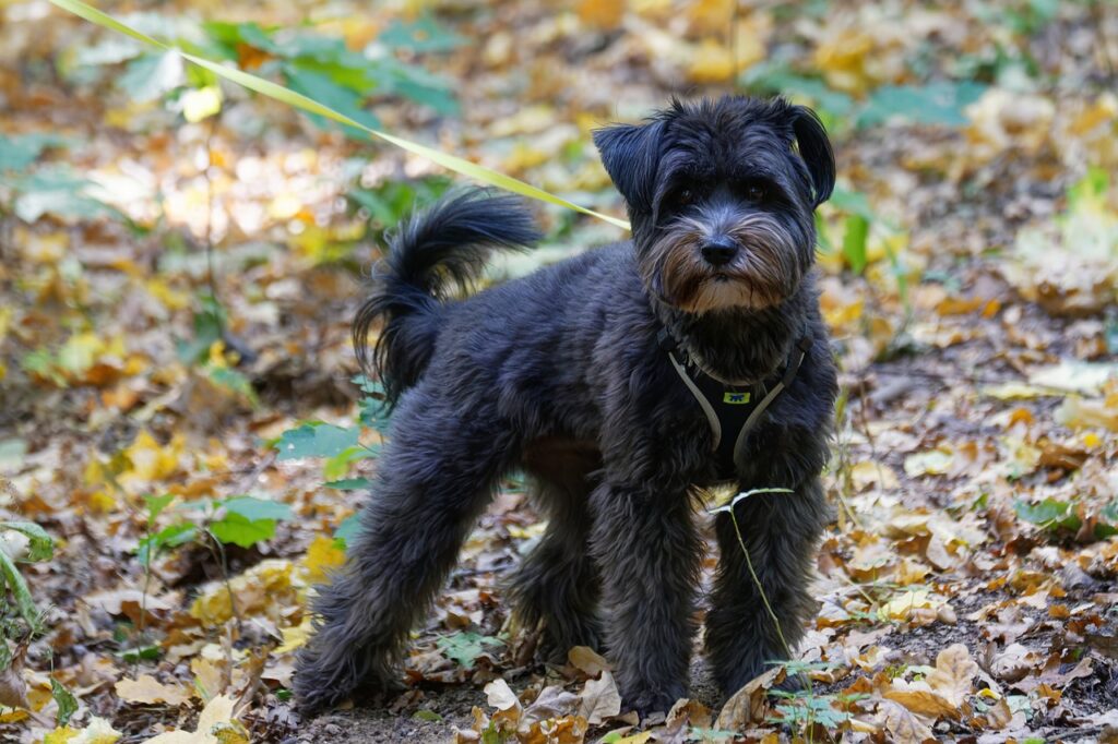 Uiterlijke kenmerken Dwerg Schnauzer